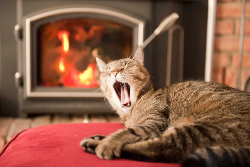 Cat sitting near a well-maintained fireplace in a cozy living room