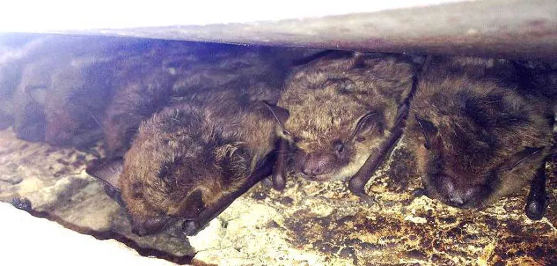 Bats found underneath a chimney chase cover during a spring inspection